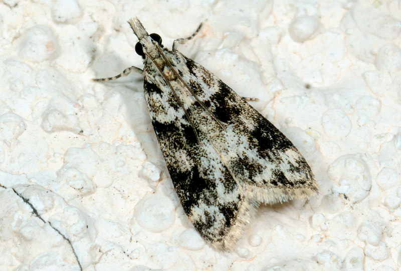 5 Crambidae - Eudonia delunella